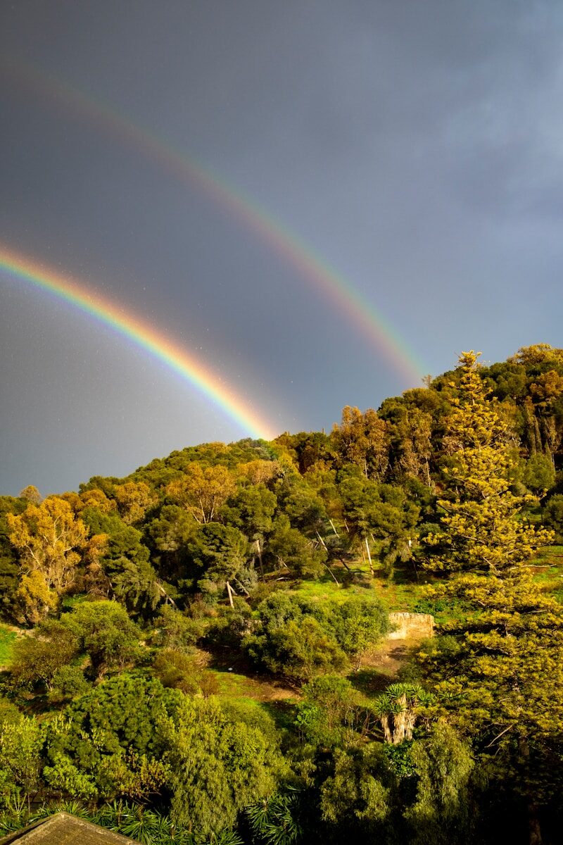 a rainbow over a forest