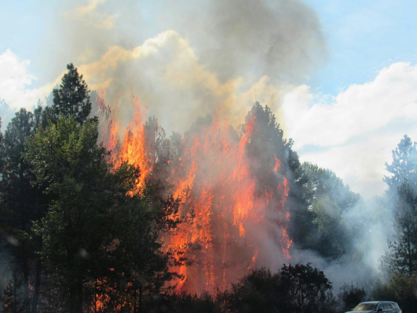 Forest fire with flames and smoke against sky.