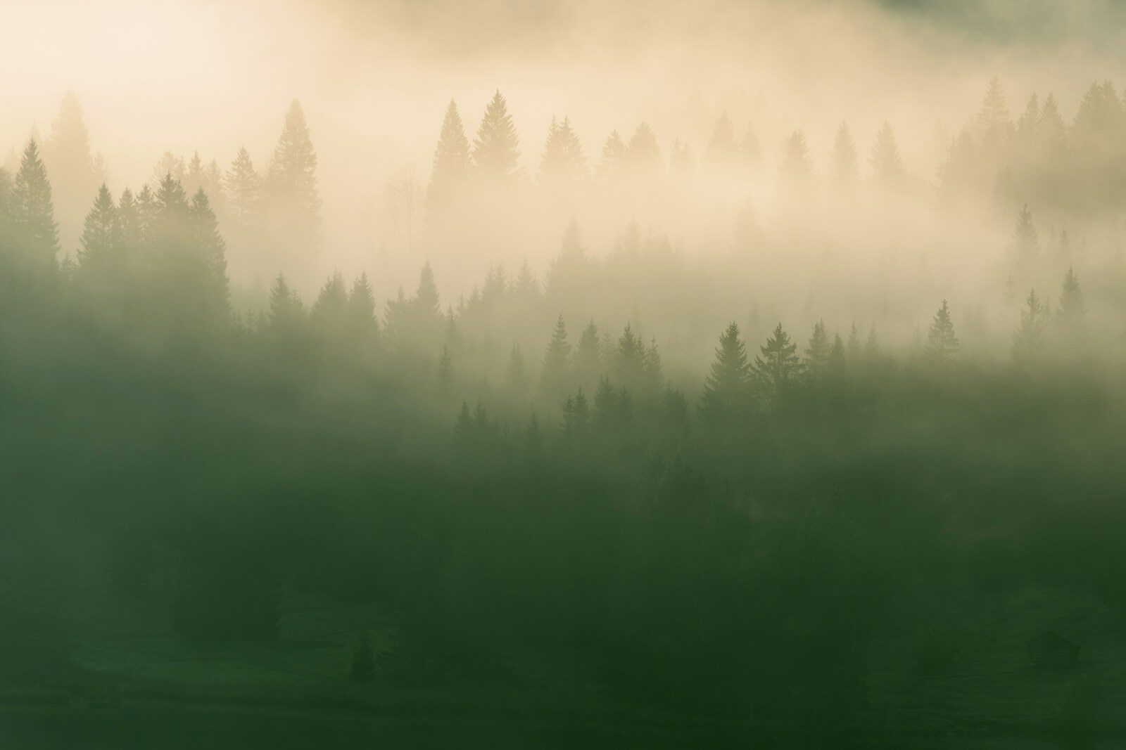 A foggy forest filled with lots of trees